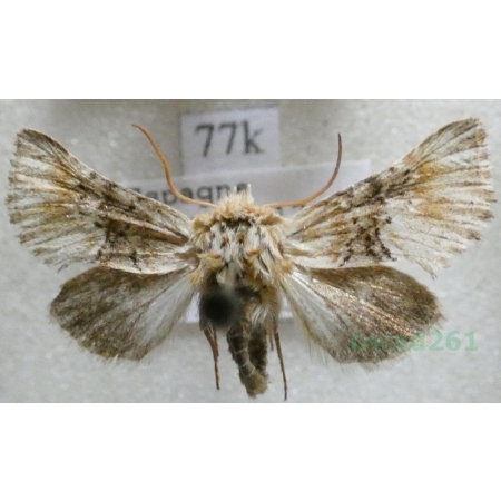 Omphalophana serrata (Treitschke, 1835) Spain77k